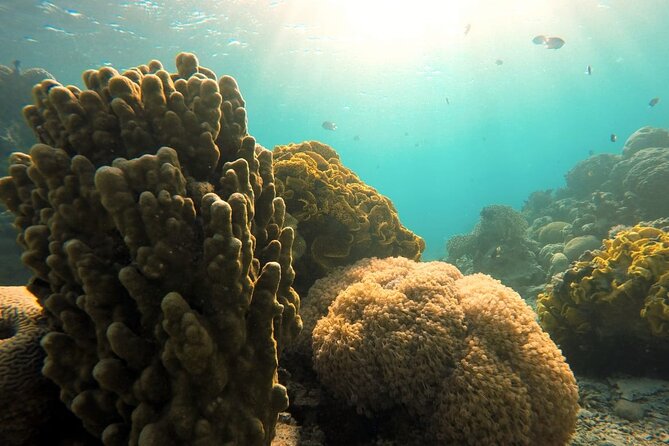 Private Scuba Diving Adventure in the Red Sea of Aqaba - Certified option: choose your underwater route, including Cider Pride