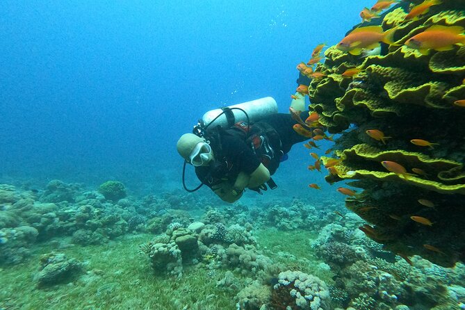 Private Scuba Diving Adventure in the Red Sea of Aqaba - Price and value: what $52.34 buys you in real terms