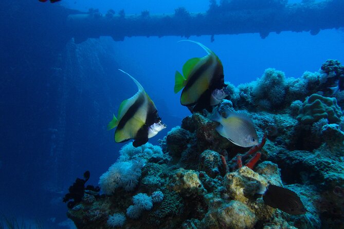 Private Scuba Diving Adventure in the Red Sea of Aqaba - Weather and planning: how to work with Red Sea conditions