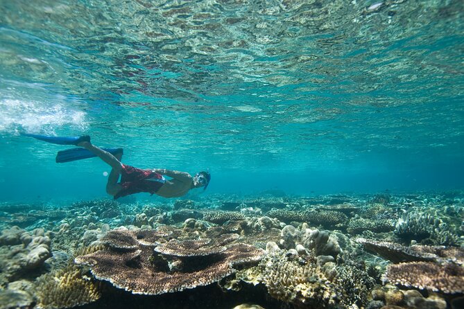 Private Snorkeling Experience in Aqaba Red Sea - Meeting point, South Beach options, and what the timing means