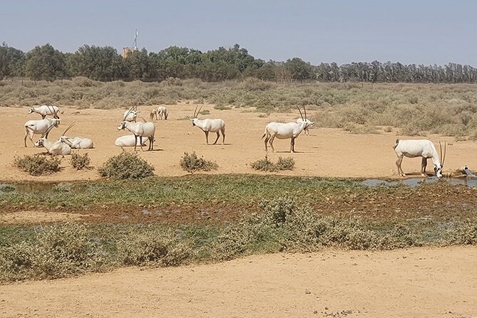 Private Tour of Desert Castles Eastern Jordan with optional Azraq Wetland Visit - Private desert castles from Amman: what the $93.33 buys you