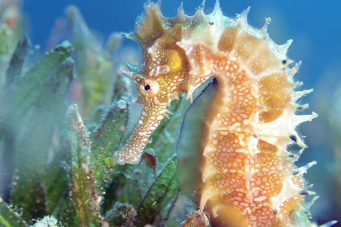 Scuba Diving for Certified Divers - Gear included, weights and tanks handled, and the wetsuit question