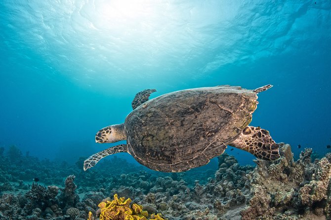 Scuba Diving for Certified Divers - Who this scuba outing suits best, and who should choose something else