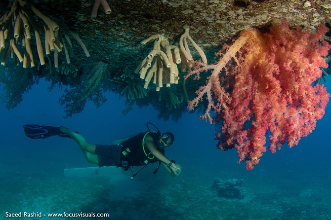 Scuba Diving for Certified Divers - Wrecks and coral off Aqaba: C-130 Hercules and the tank