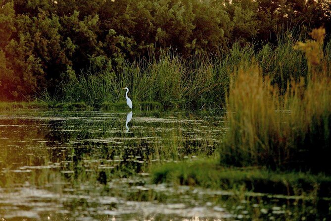 Shaumari Reserve and Azraq Wetland Private Full Day Tour from Amman - Who This Tour Fits Best