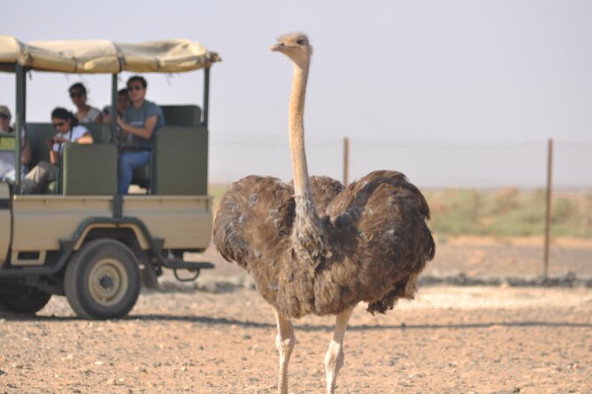 Shaumari Reserve and Azraq Wetland Private Full Day Tour from Amman - The Split Shaumari Visit, 4x4 Jeep Safari, and Water Buffalo Walking