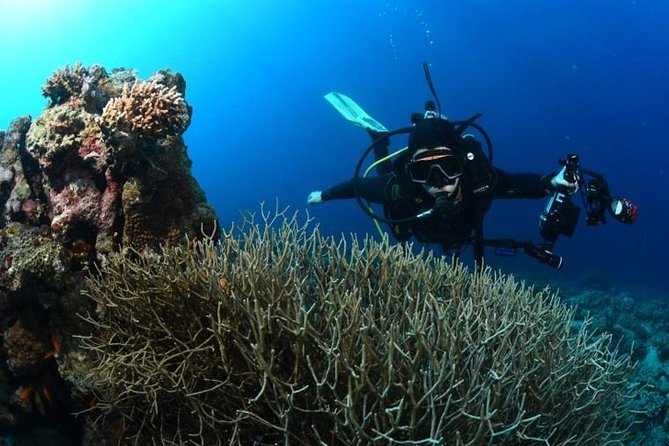 Shore Certified Diving - Two Dives - Guides, Service, and the “Feel Safe” Factor