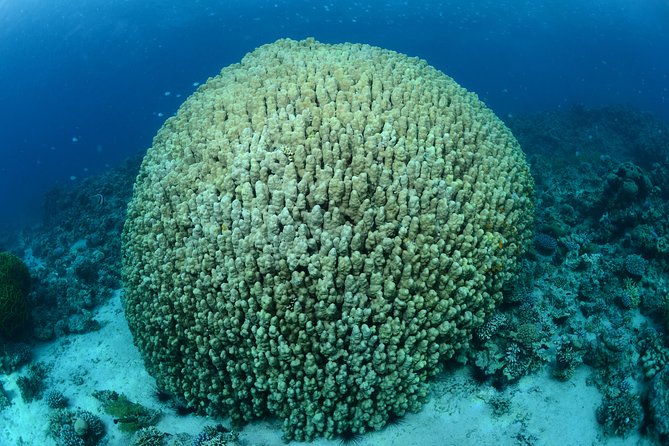 Shore Certified Diving - Two Dives - Price and Value: Is $120 Reasonable for Two Guided Sessions?