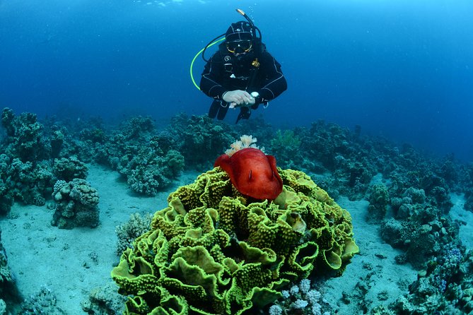 Shore Certified Diving - Two Dives - Who Should Book This Shore SCUBA Day, and Who Might Skip It