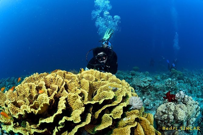 Shore Discover SCUBA Diving/Introductory Diving - One Dive - South Beach Water Time: A Calm, Shore-Based Setup