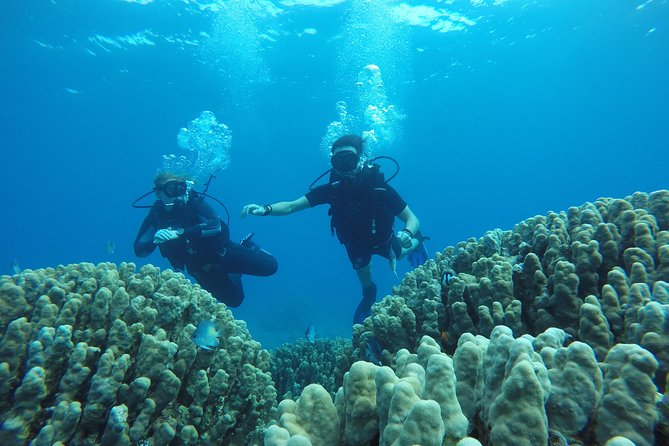 Shore Discover SCUBA Diving/Introductory Diving - One Dive - One-to-One Instruction: Safety First, Then Skills