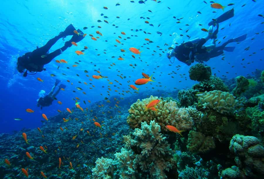 shore dive in red sea with pick up & snacks - Key Highlights You’ll Notice Right Away