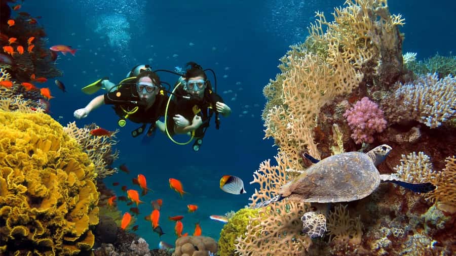 shore dive in red sea with pick up & snacks - Why Aqaba’s shore scuba session is a smart first day