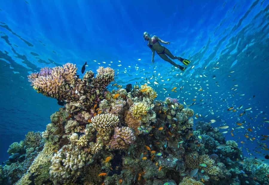 shore dive in red sea with pick up & snacks - What you’ll see in the Gulf of Aqaba: coral gardens, walls, and shipwrecks