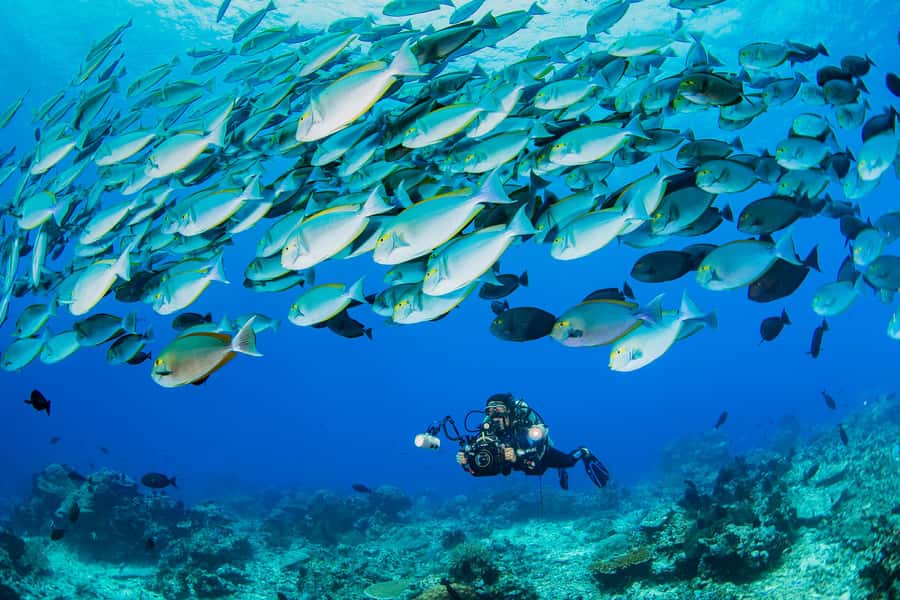shore dive in red sea with pick up & snacks - Pickup and center arrival: how the logistics keep you relaxed