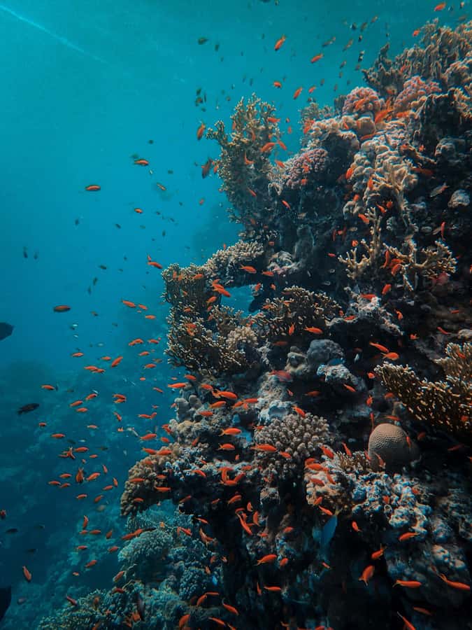 Snorkeling in The Red Sea With Equipment And Free Transfer - Getting to the water fast in Aqaba (and why it matters)