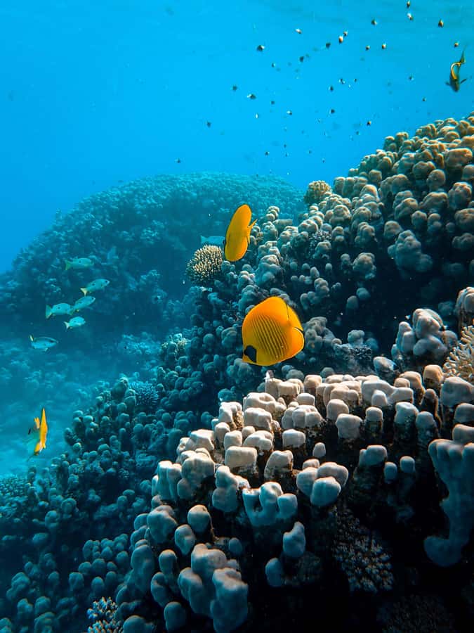 Snorkeling in The Red Sea With Equipment And Free Transfer - The 3-hour snorkeling block: what the time is really for