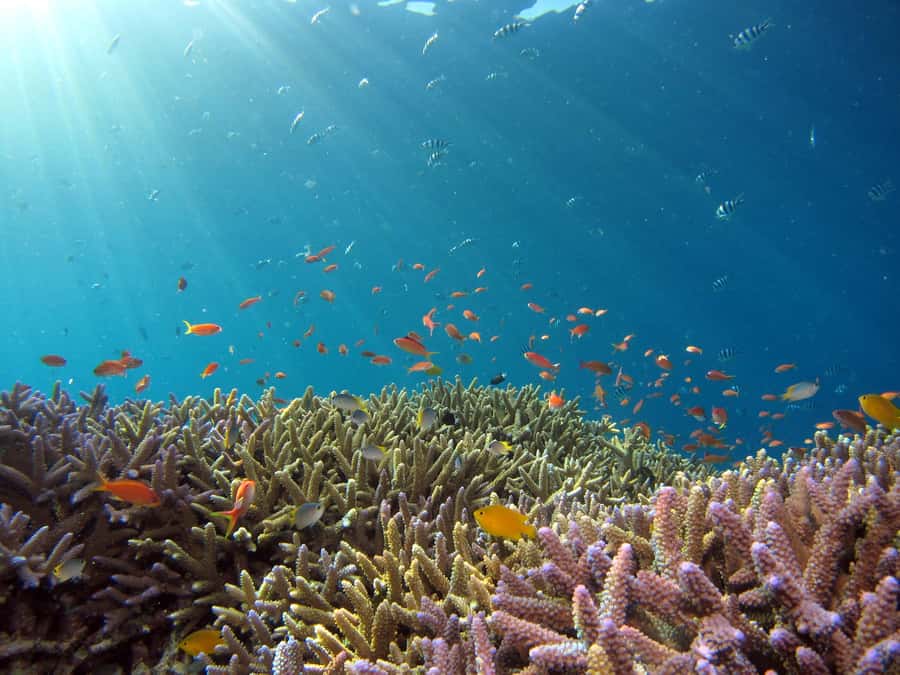 Snorkeling in The Red Sea With Equipment And Free Transfer - Guides and support: what the best experiences have in common