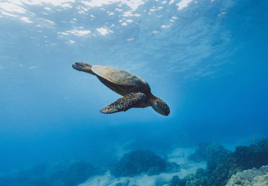 Snorkeling in The Red Sea With Equipment And Free Transfer - Pickup, transfers, and what you should do before you leave