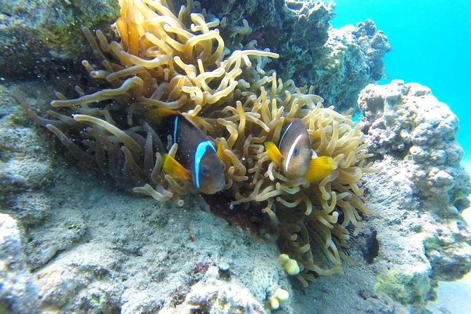 Snorkeling Trip with pick up ( beach) - The One Drawback Worth Planning For: Timing and Explanation