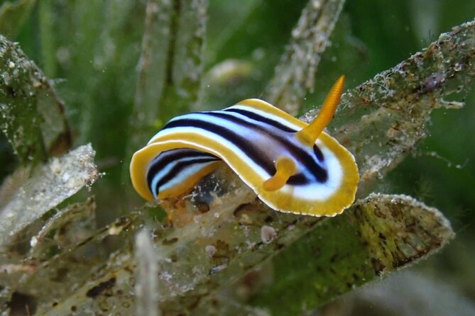Snorkeling Trip with pick up ( beach) - Price and Value at $35 Per Person