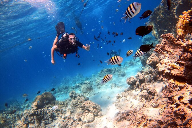 Take advantage of a half-day boat dive experience in Red sea of Aqaba. - Lunch, drinks, and how the half-day timing really feels