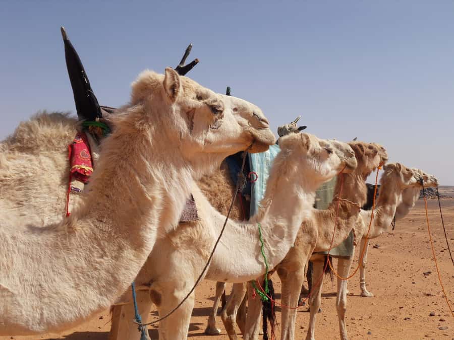 Wadi Rum: 2 Hour Camel Ride at Sunset/Sunrise Overnight - Wadi Rum at golden hour, why this ride feels special