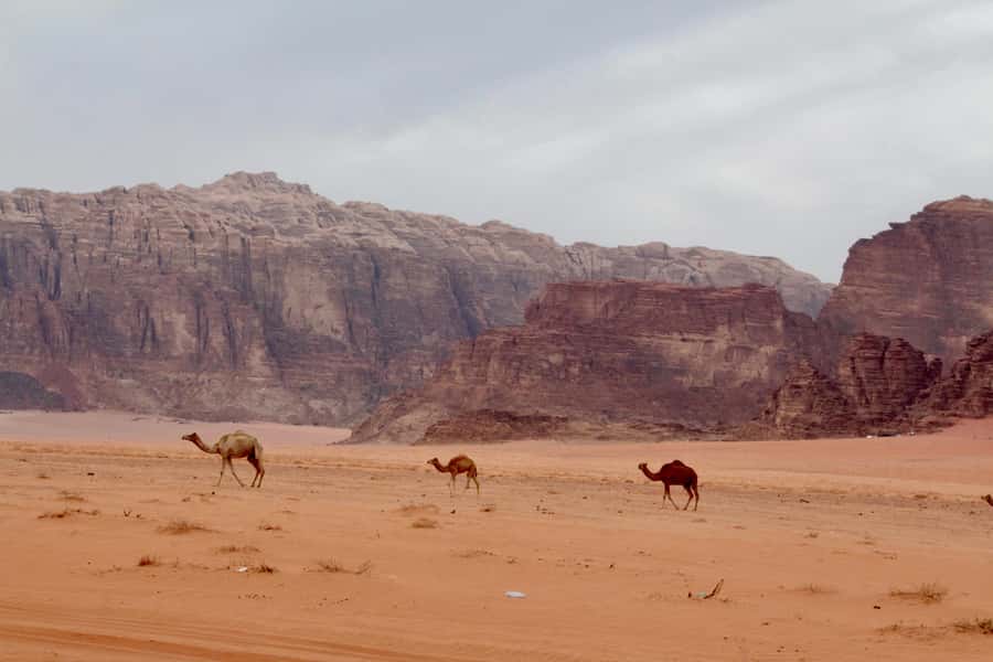 Wadi Rum: 2nights|3Day all-inclusive BedouinDesertExperience - Day 2 guided trek: valleys and routes matched to your pace