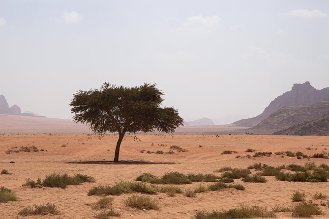 Wadi Rum: 4 Hour Highlights Tour - Lawrence’s Spring, history you can picture instantly
