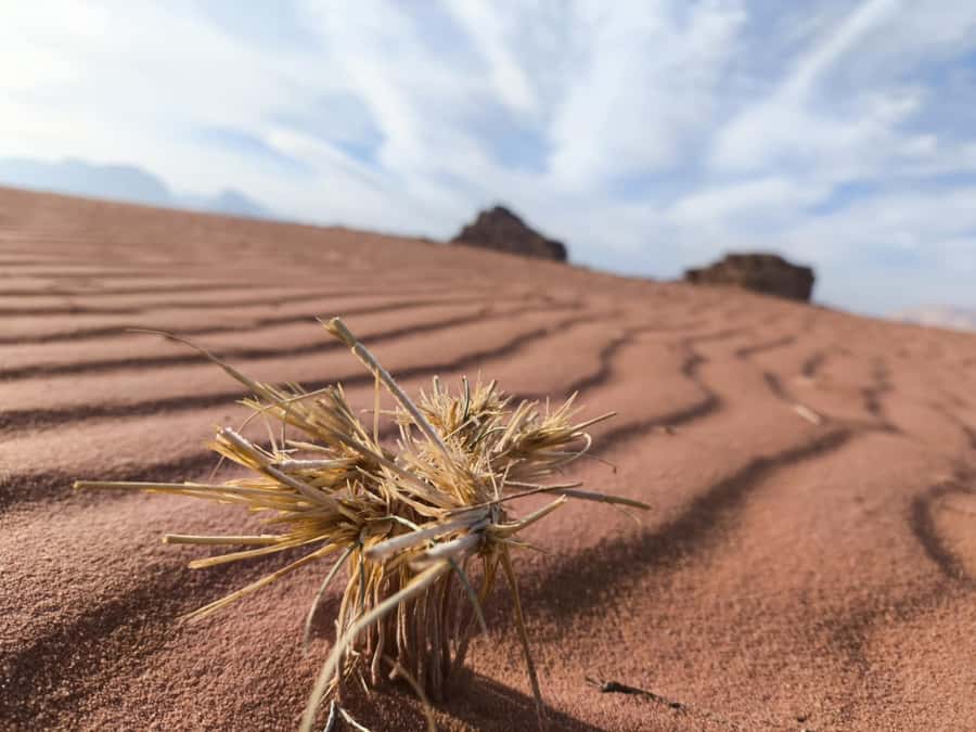 WADI RUM: ALL DAY JEEP TOUR with overnight and full meals - Breakfast with mountain views, then back to real life