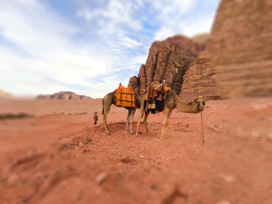 Wadi Rum: Camel Ride with tea and Bedouin Guide - Key highlights to know before you go