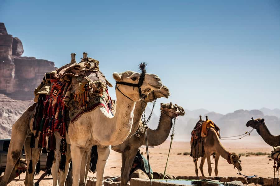 Wadi Rum: Camel Ride with tea and Bedouin Guide - Pickup in Wadi Rum Village, or Your Camp in the Protected Area
