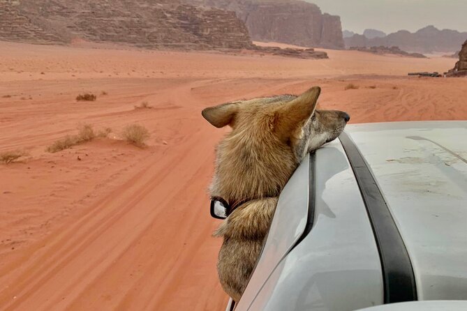 Wadi Rum Cave Camping with Jeep Tour - Cave camping with dinner, drinks, and breakfast: Comfort without pretending it’s a hotel