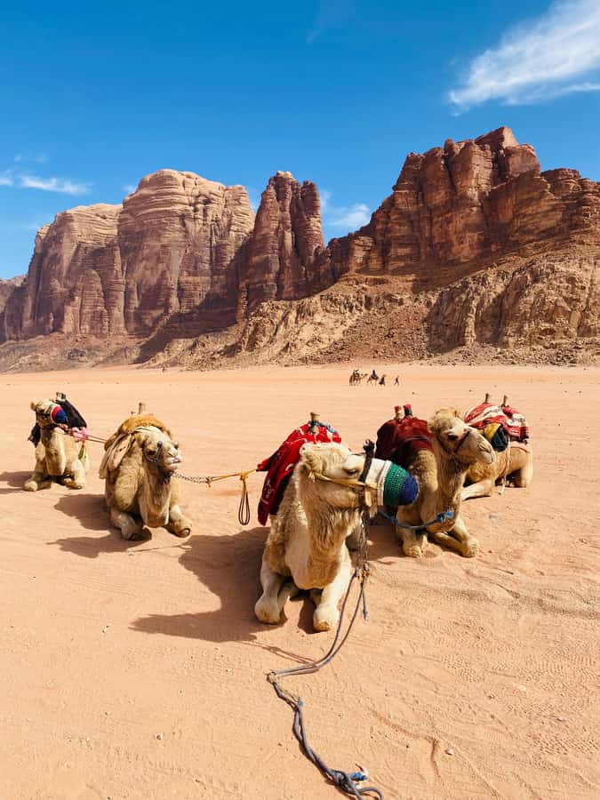 Wadi Rum Classic 4-Hour Jeep Safari - Key Things That Make This Jeep Safari Worth Your Time