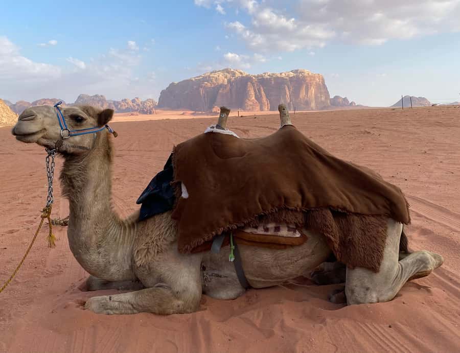 Wadi Rum Classic 4-Hour Jeep Safari - What You Will See: Dunes, Valleys, Arches, and Viewpoints