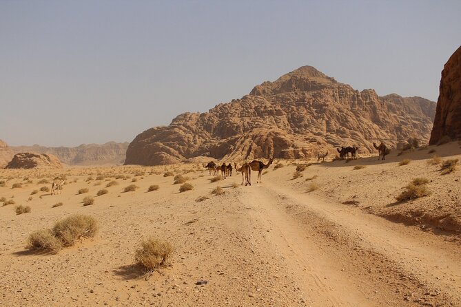 Wadi Rum Full Day Jeep Tour - Price that makes sense once you account for the entrance fee