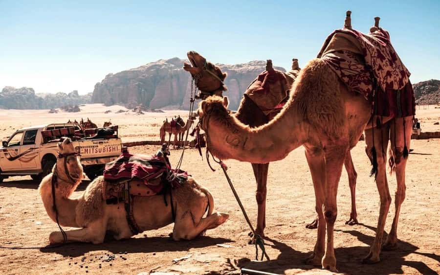 Whispers of Stone, Sand & Sea: Jordan in Four Days - The Jordan Pass and the cash you’ll want in hand